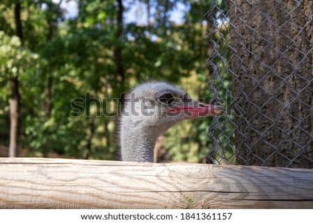 Ostrich Head Animal Close Photogpraph