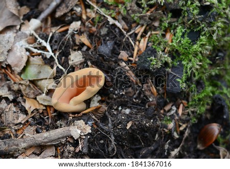 Otidea tuomikoskii, known as a Split goblet or rabbit ear fungus, wild fungi