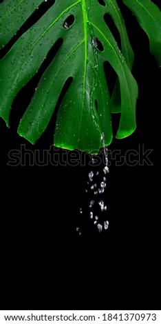 Monstera large green jungle leaf with streaming water, unique tropical design pattern isolated on a black background. Copy space.