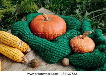 autumn harvest, corn, large orange pumpkin, nuts on a green knitted scarf