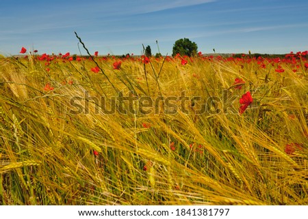 wheat fields full of poppies in castile spain