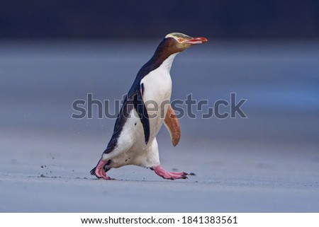 Yellow-eyed penguin - hoiho - Megadyptes antipodes, breeds along the eastern and south-eastern coastlines of the South Island of New Zealand, Stewart Island, Auckland Islands, Campbell Islands. Royalty-Free Stock Photo #1841383561