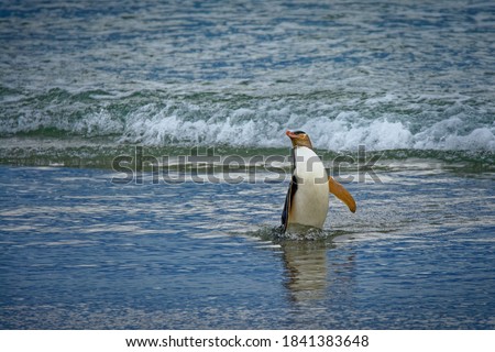 Yellow-eyed penguin - hoiho - Megadyptes antipodes, breeds along the eastern and south-eastern coastlines of the South Island of New Zealand, Stewart Island, Auckland Islands, Campbell Islands.