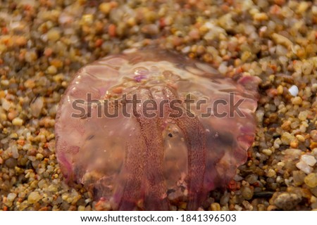 Purple jellyfish on the sand