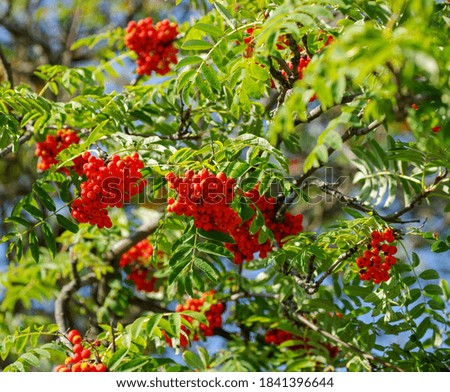 Rowan tree, close-up of bright rowan berries on a tree