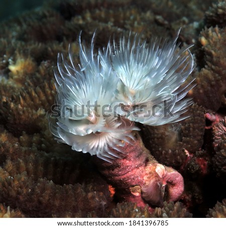 A white Tube worm on brown coral Cebu Philippines