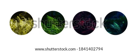 4 pictures of ferns in circles, social media icons in different colors. Set of highlights - forest theme.