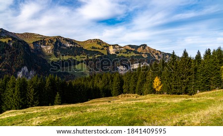 A single, autumn-colored tree stands on an alpine meadow with colored forests on the mountains in the background. 
autumnal yellow-green meadows in the foreground stand in stark contrast to the spruce