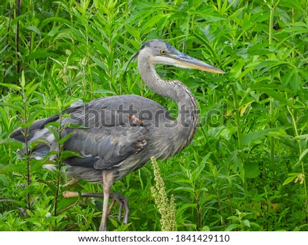 Closeup of A Great Blue Heron Bird as it Walks with One Leg Up on Pond Bank with Vibrant Green Summer Foliage in Background with Beautiful Blue and White Feathers and Yellow Beak