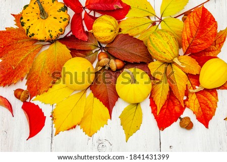 Colorful fall leaves with decorative pumpkins on white wooden boards. Festive autumn background, card for Thanksgiving or Halloween, seasonal good mood, top view