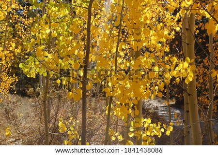 Pretty autumn scene with a grove of golden aspen trees, glowing in the sunlight               