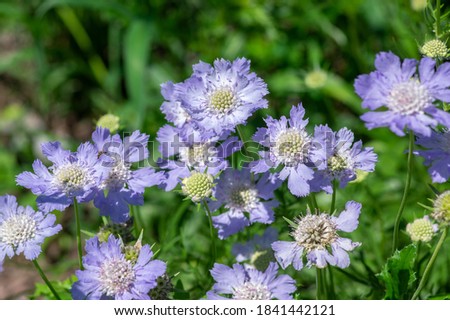 Scabiosa caucasica caucasian pincushion flowers in bloom, scabiosus flowering ornamental light bluebeautiful garden plant Royalty-Free Stock Photo #1841442121