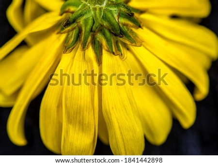 Close-up of underside of yellow Beach Sunflower. Details of vibrant yellow petals and green stem