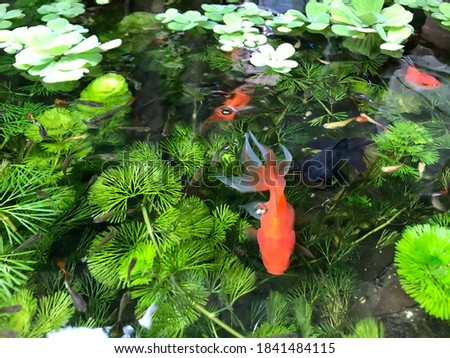 Lovely gold fish with little fish are living among the natural green of water plants and water Lettuce plants in a small pond, It’s about the Chinese feng shui for have 8 gold fish and 1 black moor.