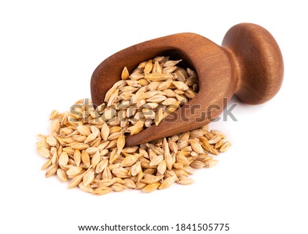 Malted barley grains in wooden scoop, isolated on white background. Barley seed close up. Royalty-Free Stock Photo #1841505775
