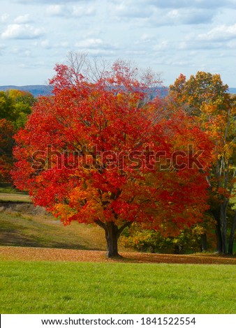 Beautiful view of a Sugar Maple tree (Acer Saccharum) with bright red and orange foliage and a scenic background at a farm in New York. Royalty-Free Stock Photo #1841522554
