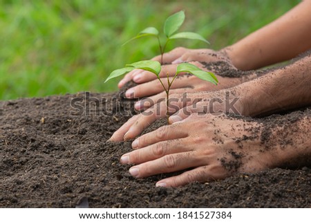close up picture of hand holding planting the sapling of the plant 