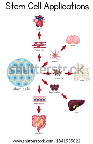 Informative poster of stem cell applications illustration