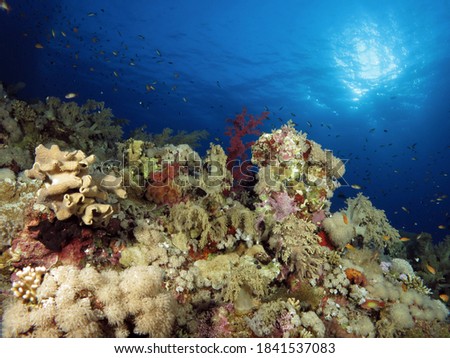       A diverse coral reef in the Red Sea                         