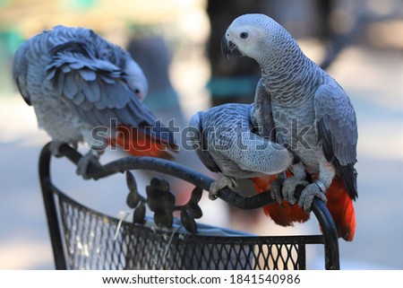 Grey parrot baby closeup. Endangered Species By (IUCN 3.1) Status