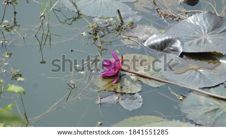 A very beautiful Red Lotus flower picture,in pond