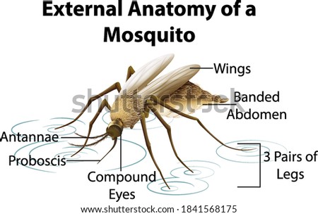 External Anatomy of a Mosquito on white background illustration