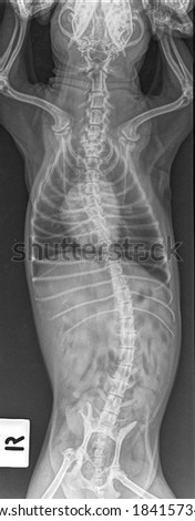 x-ray brachycephalic dog with cardiac and lung problem :front view 