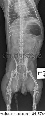 x ray obesity dog with hip problem :front view