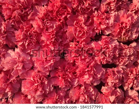 Beautiful pink chrysanthemum as background picture.