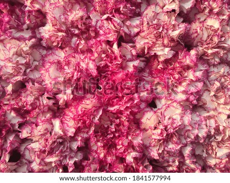Beautiful pink chrysanthemum as background picture.