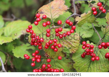 the red color fruit in wild Royalty-Free Stock Photo #1841582941