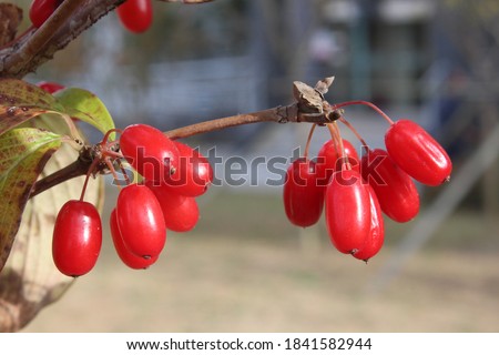 the red color fruit in wild Royalty-Free Stock Photo #1841582944