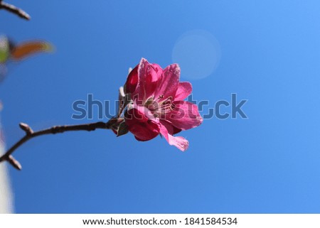 the colourful flowers in park Royalty-Free Stock Photo #1841584534