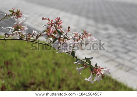the colourful flowers in park Royalty-Free Stock Photo #1841584537