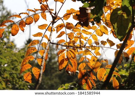 the yellow color maple in mountain Royalty-Free Stock Photo #1841585944