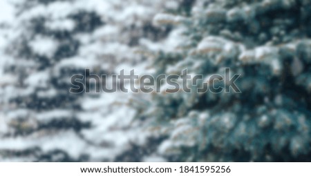 Christmas tree without decorations outdoor in park with bokeh, beautiful blue spruce snow fall. unfocused photo rasblurred.