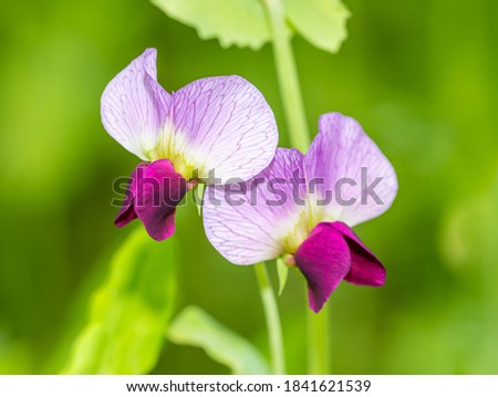 purple field pea flowers (pisum sativum) Royalty-Free Stock Photo #1841621539
