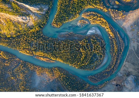 Yellow Larches and Meander of Chuya River in Autumn. Aerial Vertical Top-Down View. Kurai Steppe, Altai, Russia
