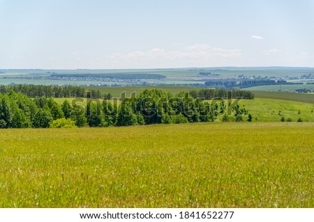 summer landscape, meadow fields with mowed forage crops, mowed alfalfa