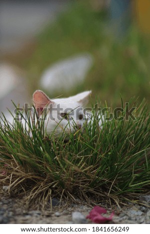 a white cat in the grass 