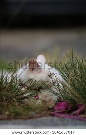 a white cat in the grass 