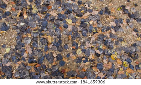 Background of assorted garden leaves in various colours on ground
