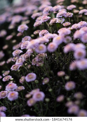 A bush of pink chrysanthemums. Floral background. Selective focus