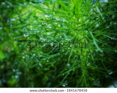 Blurred image of green leaf in garden after the rain, background for nature view, fresh wallpaper concept.                         