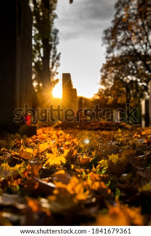 Autumn leaves in Sunset on a cemetery