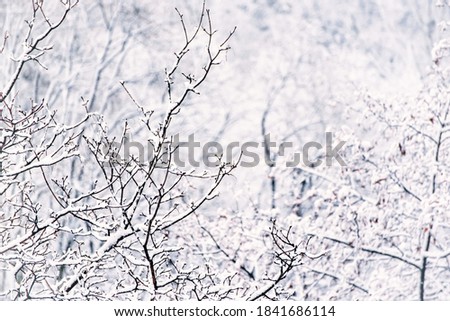 Tree branches under the snow, natural vintage winter background, seasonal weather concept