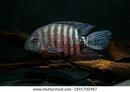 Red Mouthbrooder Severum (Heros liberifer) beautiful cichlids from rio inirida Royalty-Free Stock Photo #1841700487