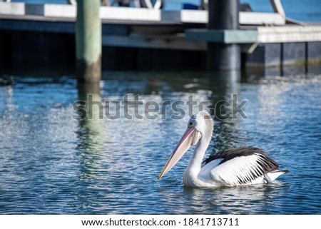 A pelican swimming in a calm day