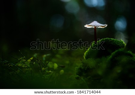 Mushroom in the natural environment, wildlife, nature photo, detail, macro, Europe