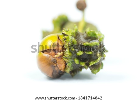 Typical oak acorn wasp galls on a white background